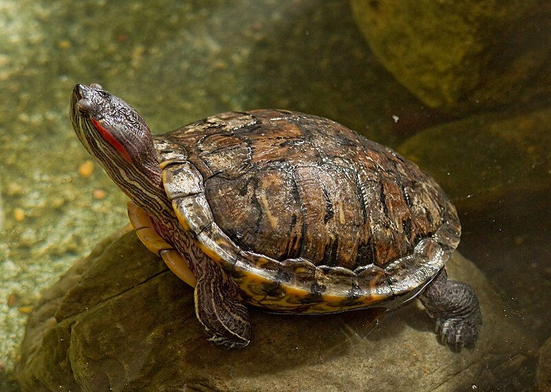 Red-eared slider (Trachemys scripta elegans).