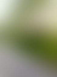 Saving Shasta Snow-Wreath: Beating Scotch broom Without Herbicides