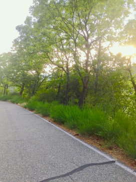 Saving Shasta Snow-Wreath: Beating Scotch broom Without Herbicides