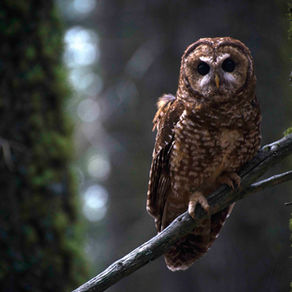 PRESS RELEASE: Federal Judge Blocks Forest Service Logging Plan Near Mount Shasta, Citing Illegal Owl Review