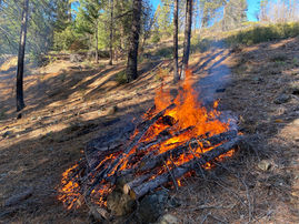 Wood Biomass: the Good, the Bad, and the Ugly