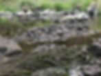 Dry rocks on dewatered Shasta River.