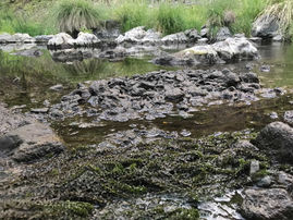 ACTION ALERT: Speak Up for the Shasta River and Endangered Salmon!