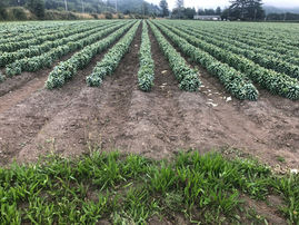 Water Board Approved Lily Bulb Order—Regulation for Cultivation Forthcoming (2027)