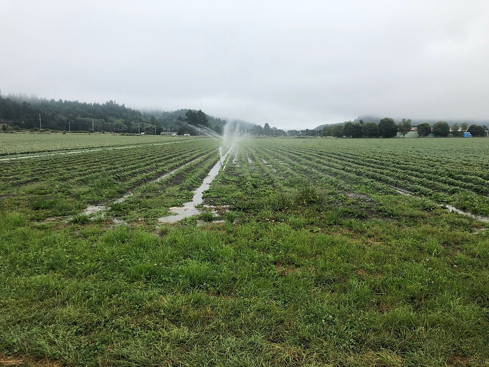 Active sprinkler irrigation and Filter Strip BMP.
