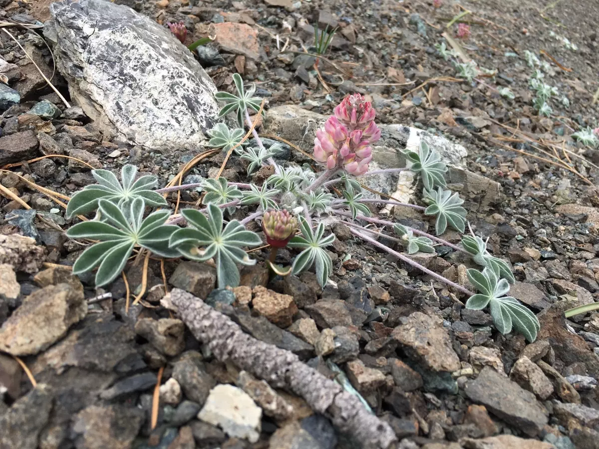 Lassics lupine (Lupinus constancei).