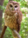 An adult female northern spotted owl. Photo by Heather Jensen / National Park Service.