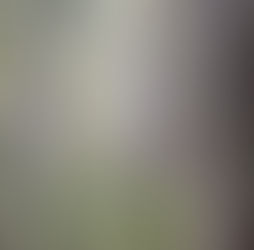 Bill to End Commercial Logging Mandate in State Forests Passes First Committee