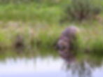 North American beaver.