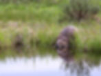 North American beaver. 