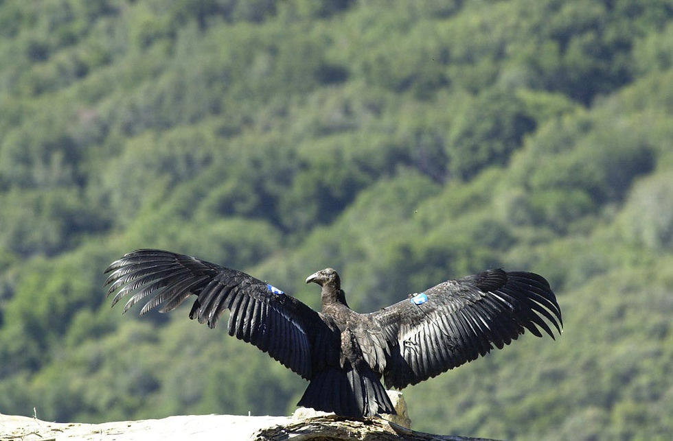 Prey-go-neesh (California condor, Gymnogyps californianus).