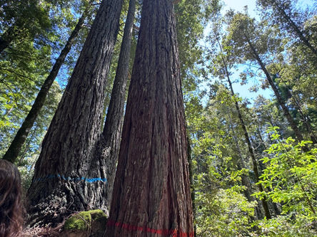 Action Alert: Attend the Mendocino County Board of Supervisors meeting next Tuesday to support AB 2494