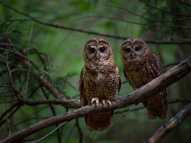 EPIC Win! Federal Judge Stops Logging Near Owl Nests