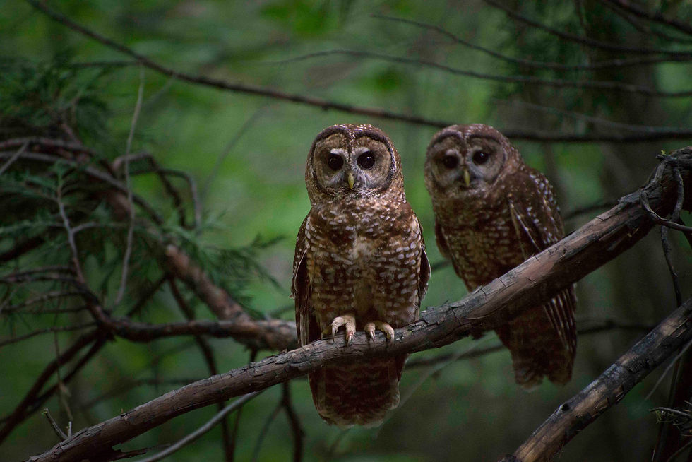EPIC Win! Federal Judge Stops Logging Near Owl Nests