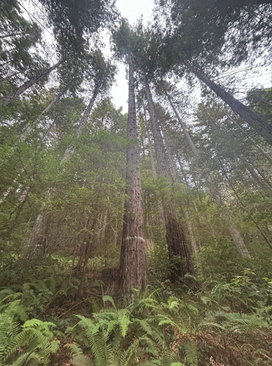 Action Alert: Comment on the draft Forest Management Plan at Jackson Demonstration State Forest (JDSF)