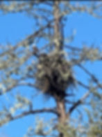 One of Potter Valley's resident bald eagles on Jan 21, 2023.