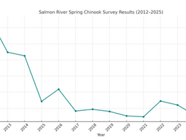 Tracking the Wild Spring Chinook of the Salmon River