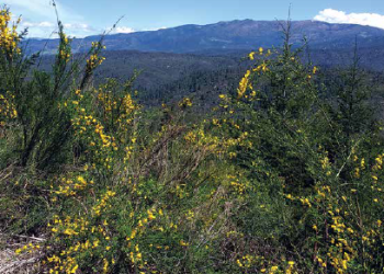 Scotch broom in the Mendocino Nation Forest, Photo from US Forest Service