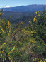 Scotch broom in the Mendocino Nation Forest, Photo from US Forest Service