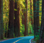 Judge Sides With Caltrans in Latest Richardson Grove Court Development