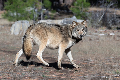 From the recent CA Department of Fish and Wildlife capture operation