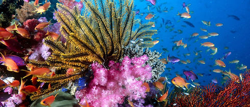 grandi e bambini scopriranno le meraviglie del mare, al sea life.