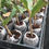 Thumbnail: Coco Pellets 50 mm, Jiffy made, Soilless germination medium | Coco disc