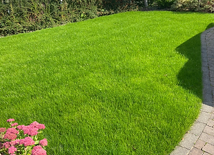 turfing job 2 weeks later looks great