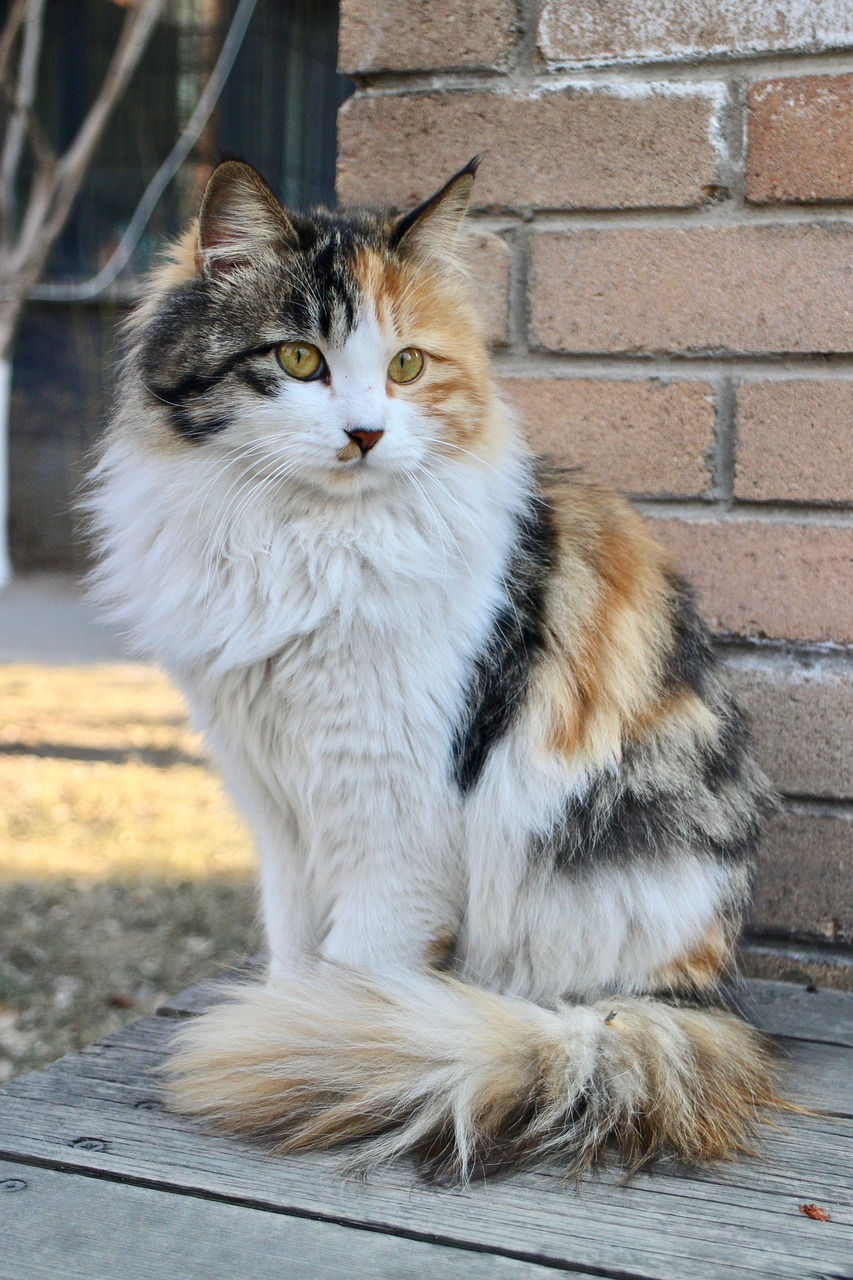 Tortoise-shell cat