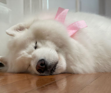 A photo of my Samoyed dog 'Skye'