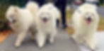 Griffin, Skye, Koda