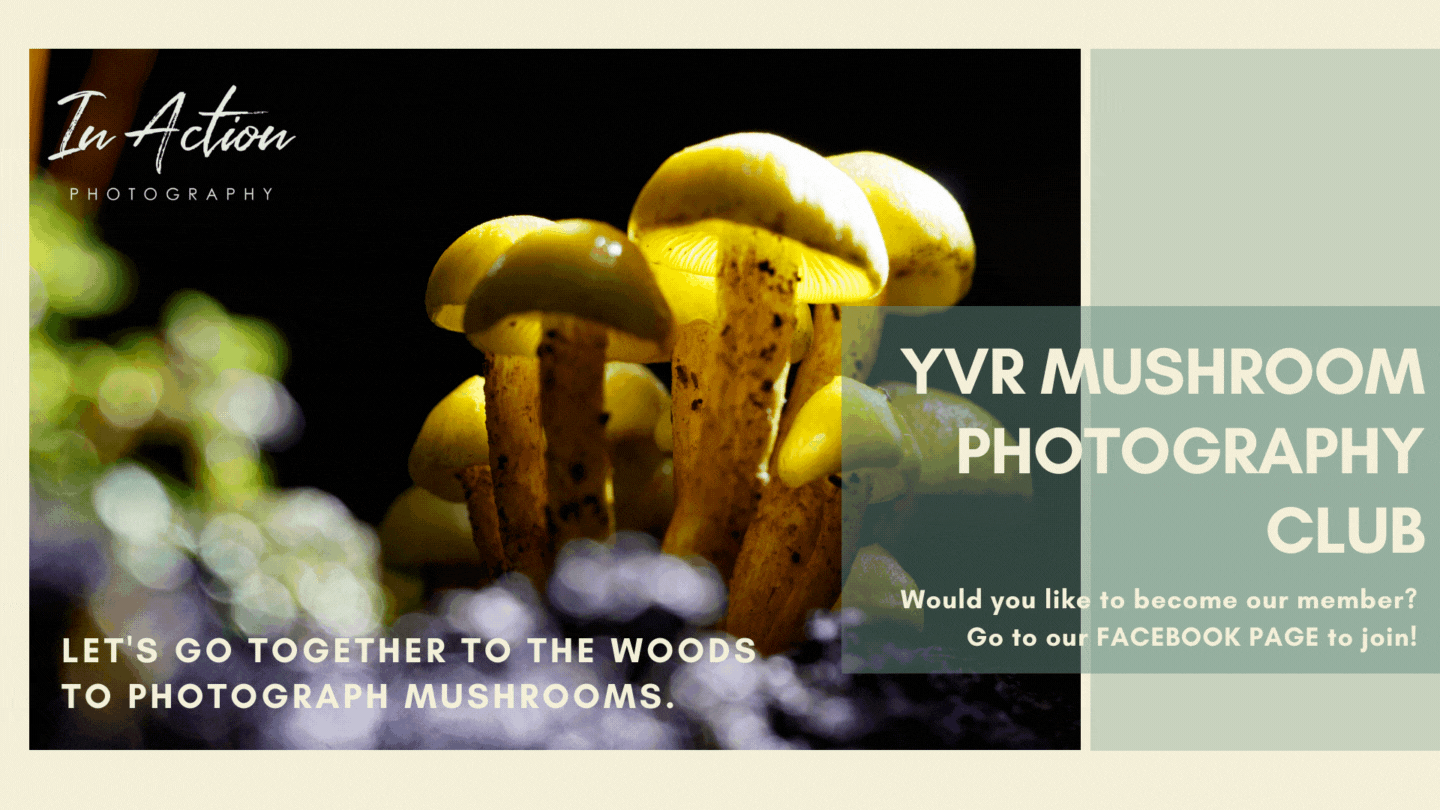 yvr mushroom photography club.gif