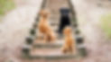 IMG_8659.jpeg
