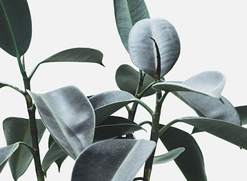 dekorační prvek stránky