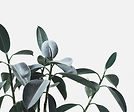 Garden Vocabulary
