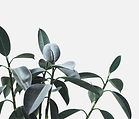 Plante