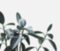 Plante
