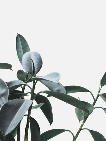 Verdure Studio - Indoor Plant Design for Home and Office - Succulent Workshops and Classes - Boston, MA