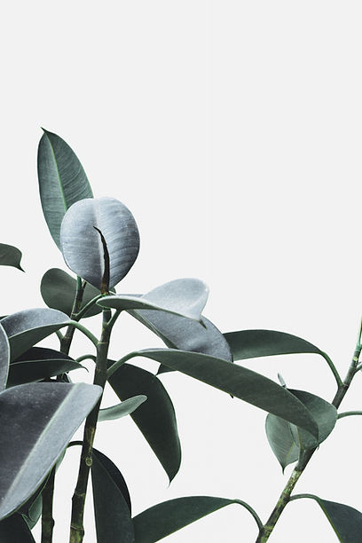 Minimalistic Plant Decor