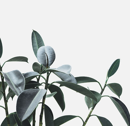 Plante