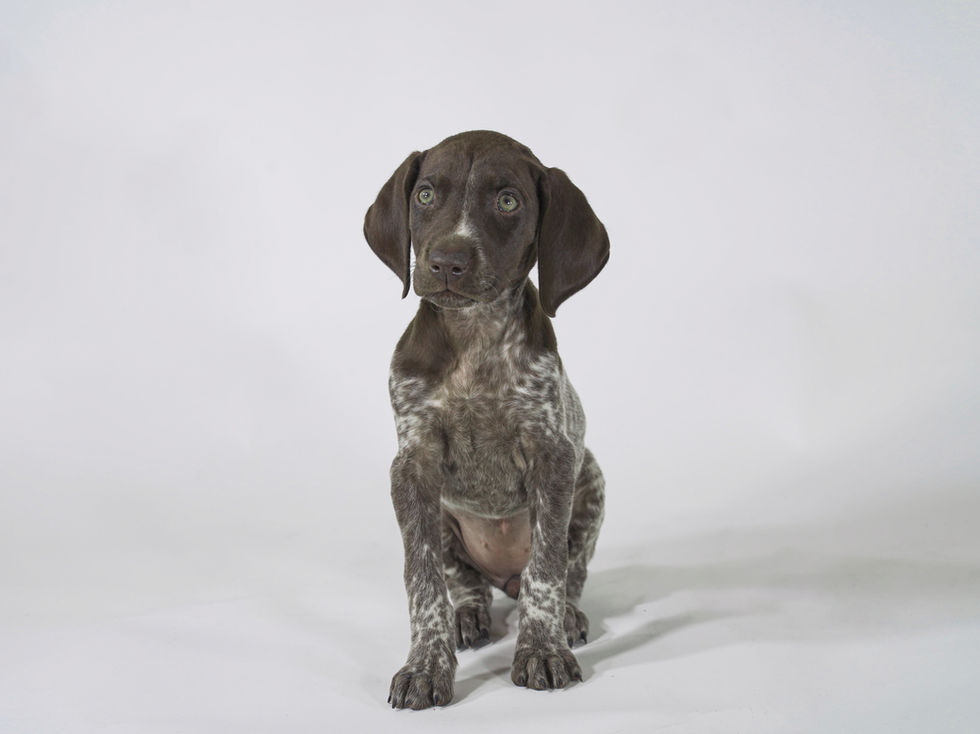 Puppy Portraits