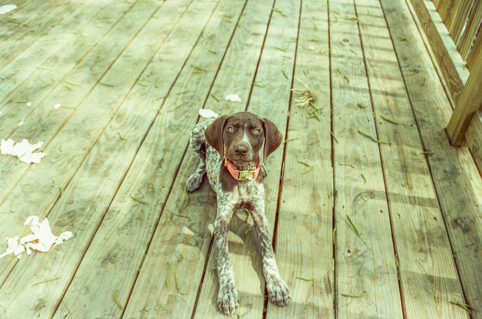 Puppy Photos