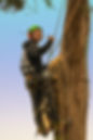 Tree cutting 2.jpg