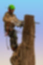 Tree surgeon Chichester.jpg