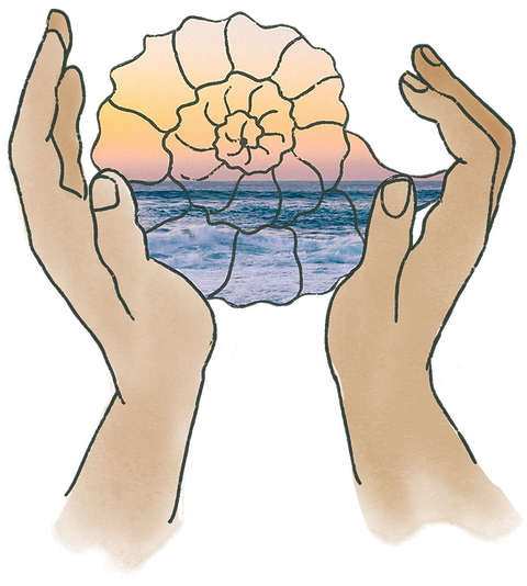 Hands holding shell.png
