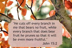 Saturday, January 31 || PRUNING PRODUCES FRUITFULNESS