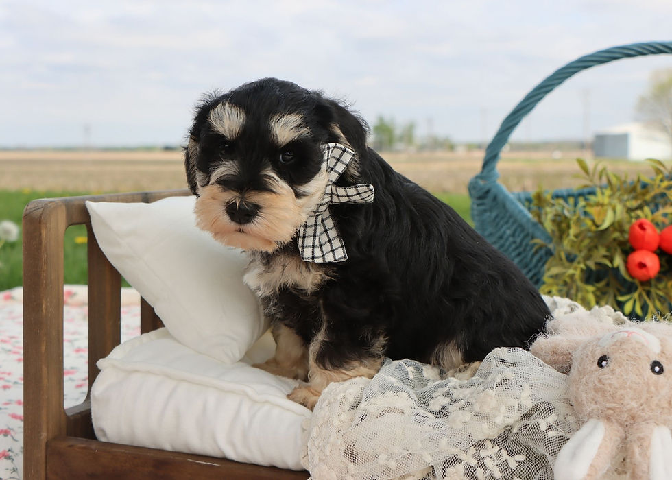 Thumbnail: Miniature Schnazuer Puppy For Sale 