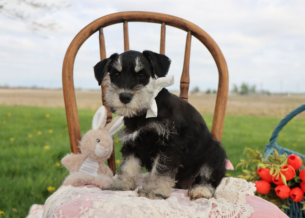 Thumbnail: Mini schnauzer puppy for sale