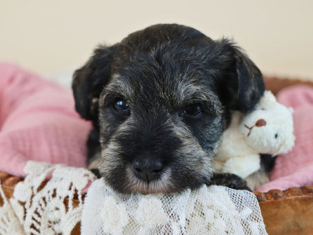 Schnauzer Puppy For Sale