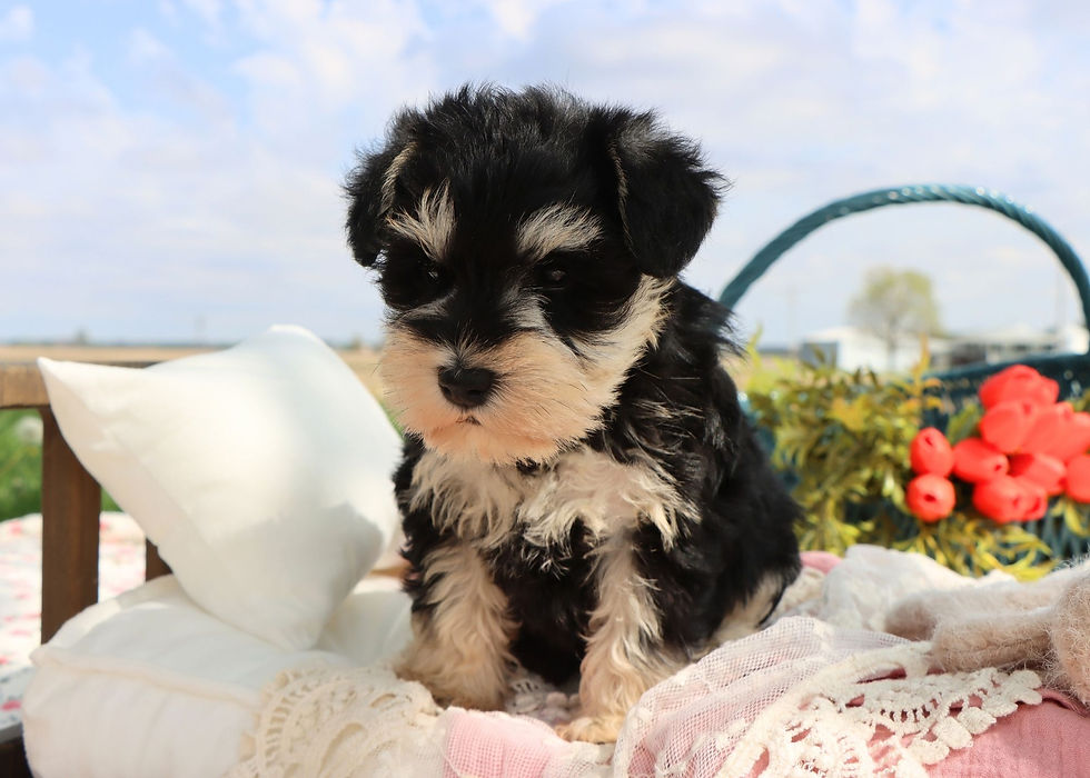 Thumbnail: Miniature Schnazuer Puppy For Sale 
